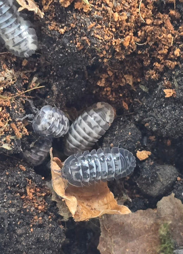 milky way isopods